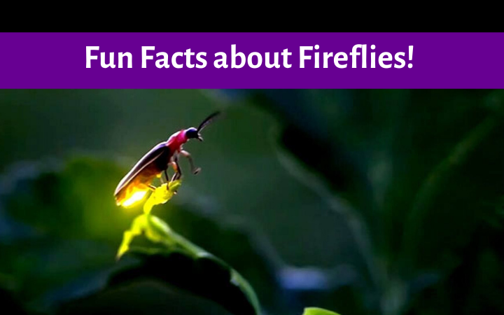 Fun Facts Fireflies!